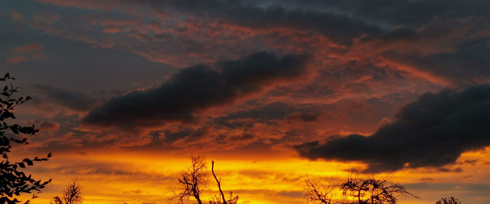 Sonnenuntergang hinter kahlen Bäumen am Horizont